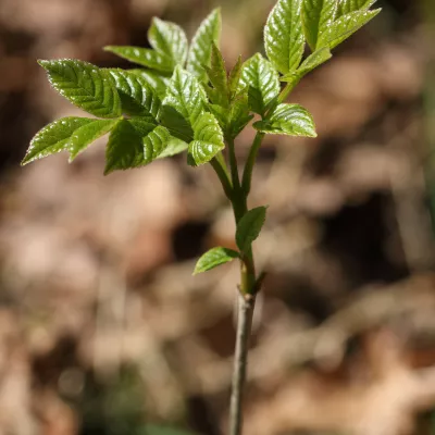 Ash sapling with young leaves.