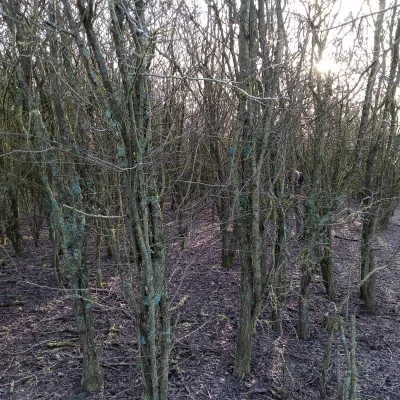 Coppice plot before showing a woodland full of trees.