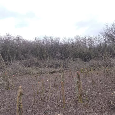 Coppice plot after coppicing showing the stumps of trees left behind.