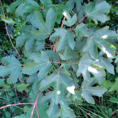 Young field maple leaves splayed at ground level.