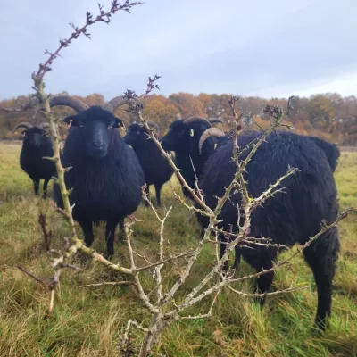 Hawthorn shrub showing more thorns after grazing.