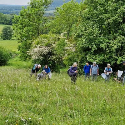 In May, the volunteer group took a break from birch pulling to go on a 'field trip' to KWT Fackenden Down, a chalk grassland, where we looked for wildflowers, and tried out netting and ID'ing butterflies.