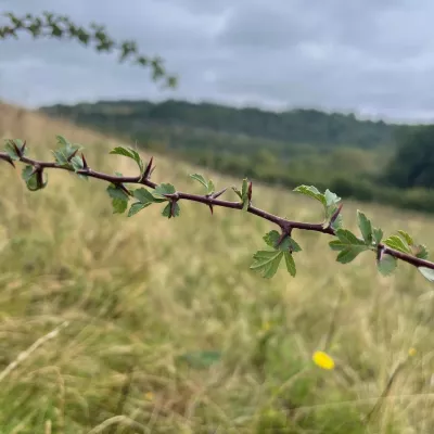 Grazed Hawthorn branch showing many thorns