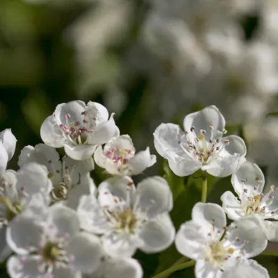 Hawthorn flowers.