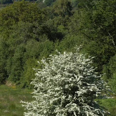 Hawthorn tree in flower standing alone in a field.