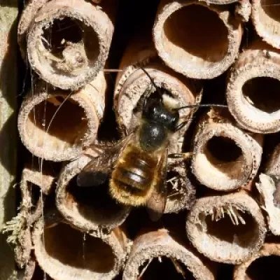 Male red mason bee