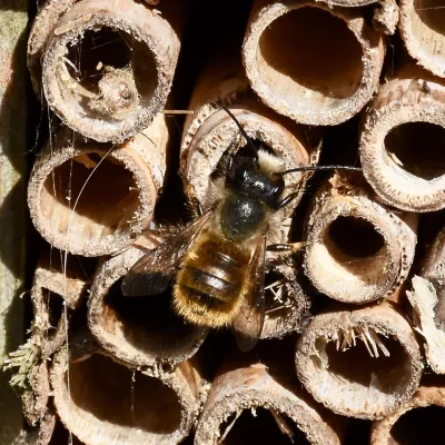 A male red mason bee (Osmia bicornis) waiting for a female to emerge from the insect home – P Brook