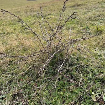 Sheep grazed shrub growth