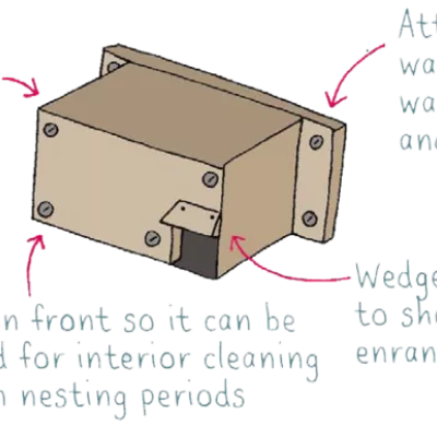 Assemble your swift box using glue or nails.