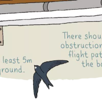 Position your swift box under the eaves of your building on a north/north-east facing wall.
