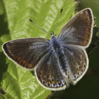 Common blue female