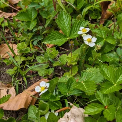 Barren strawberry at Queendown Warren