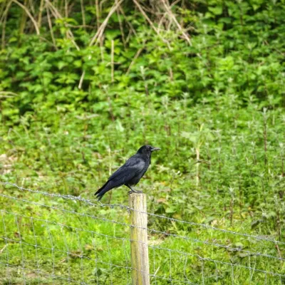 Carrion Crow – All black and often very solitary, although sometimes spotted in pairs.