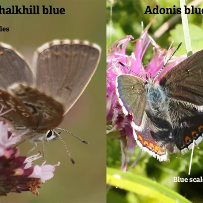 Comparison of chalkhill blue female and Adonis blue female