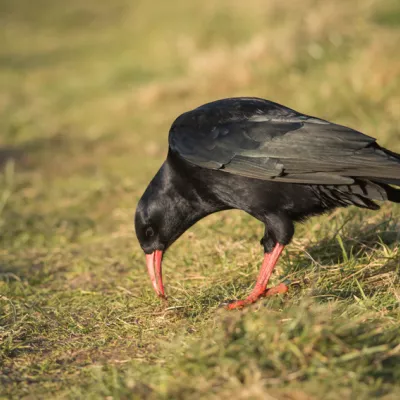 Chough – Eye-catching red legs and red beak, found along rocky coasts with short grassland. © Janet Packham