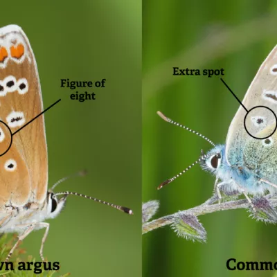 Comparison of brown argus and common blue underwings