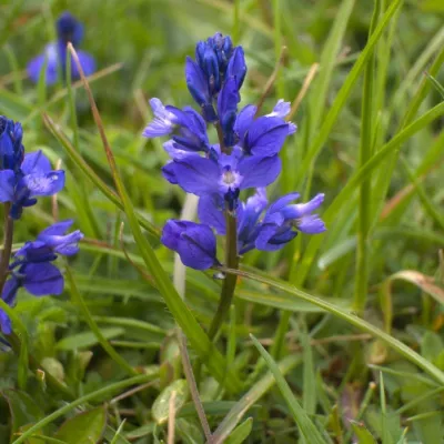 Common milkwort at Queendown 