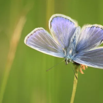 Common blue male