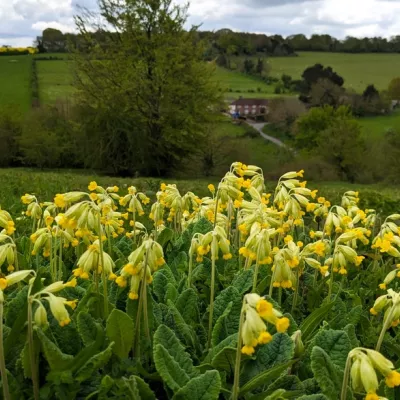 Cowslips at Queendown Warren 