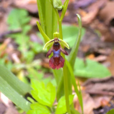 Fly orchid at Queendown Warren