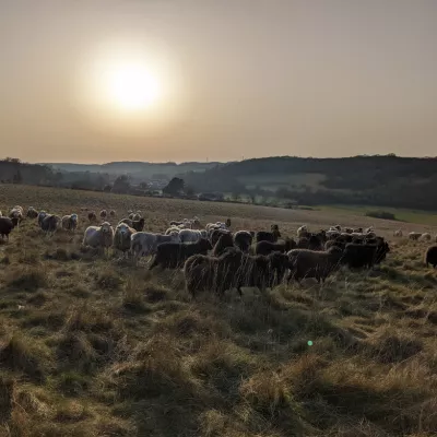 Grazing sheep at Queendown Warren