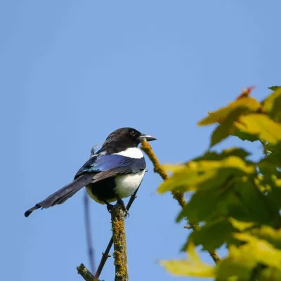 Magpie. Black and white with a long tail.