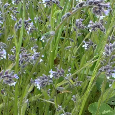 Myosotis discolor, the changing forget-me-not