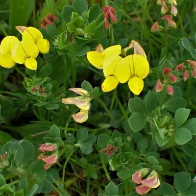 Bird's foot trefoil