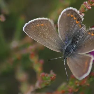 Silver-studded blue female