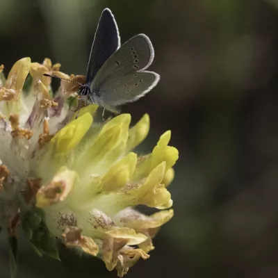 Small blue on kidney vetch