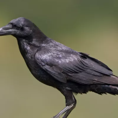 Raven. The largest of our corvids and, in flight, shows a diamond shaped tail.