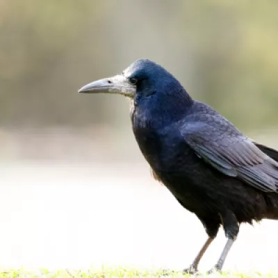 Rook – Very sociable and unlikely to be seen alone. Pale, straighter bill with a bare grey bill base in comparison to the crow or raven.