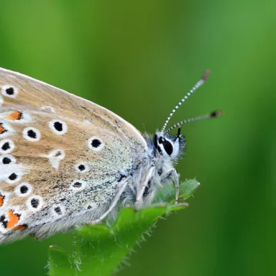 Common blue female