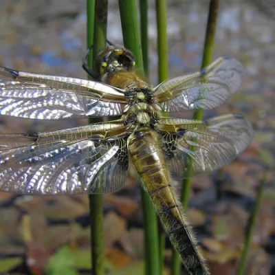 Four spotted chaser