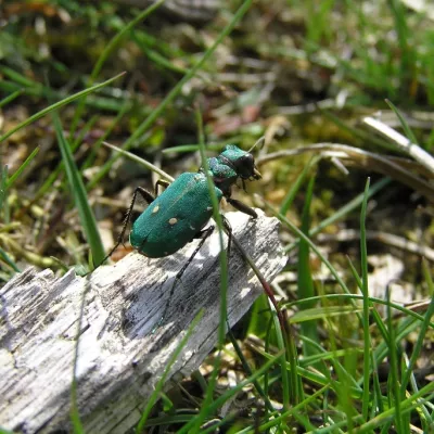 Green tiger beetle