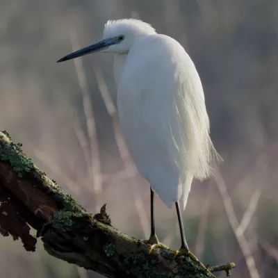 Little egret