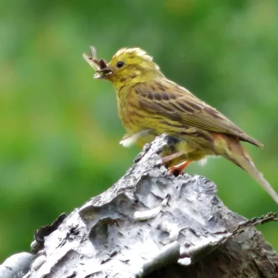 Yellowhammer