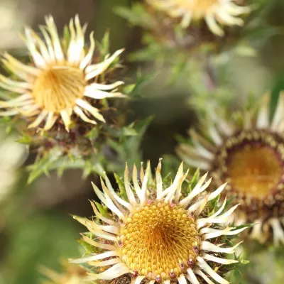 Carline thistle