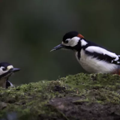 Greater spotted woodpecker