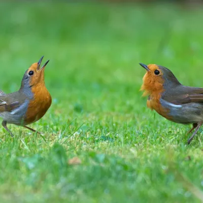 Robins fighting