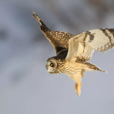 Short-eared owl