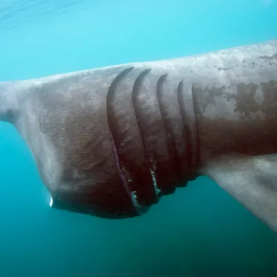 Basking shark gills