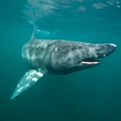 Basking shark