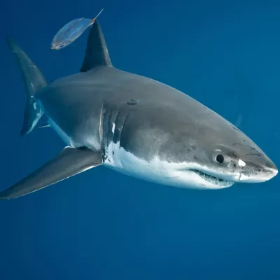 Great white shark