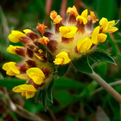 Kidney vetch