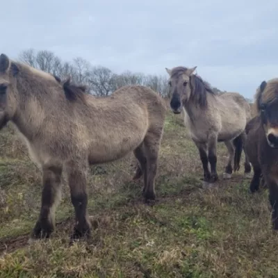 Konics grazing in winter