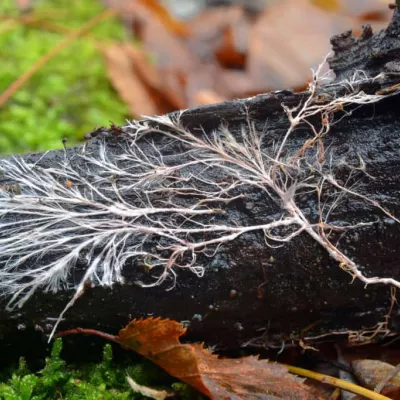 Root fungi as part of mycorrhizal network