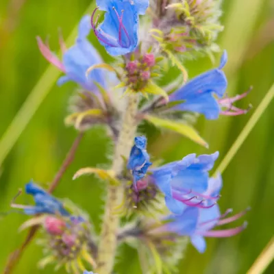 Viper's bugloss