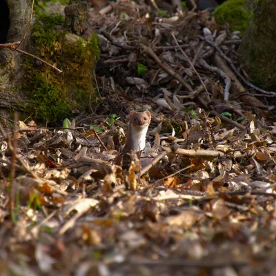 Animals category commendation - Sam Maddison, 'A Rustle in the Leaves'