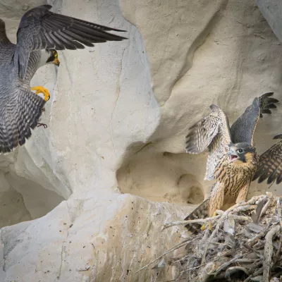 Birds category winner - Steve Wood, 'Dinner time'. Please note the photographer checked with Natural England whether a license was needed for this species. The photo was taken using a long lense from a public footpath, ensuring no disturbance